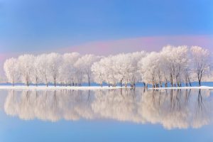 snowy trees reflecting in water